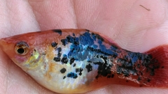 Xiphophorus variatus