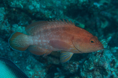 Cephalopholis spiloparaea