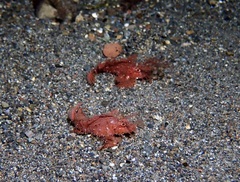 Pteroidichthys amboinensis