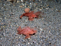 Pteroidichthys amboinensis