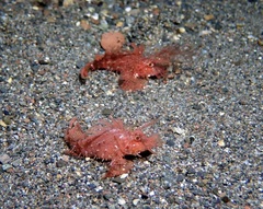 Pteroidichthys amboinensis