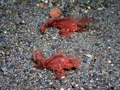 Pteroidichthys amboinensis