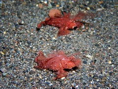 Pteroidichthys amboinensis