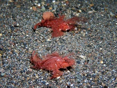 Pteroidichthys amboinensis