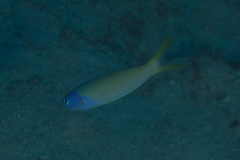 Hoplolatilus starcki