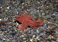 Pteroidichthys amboinensis