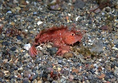 Pteroidichthys amboinensis