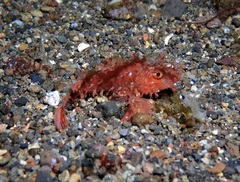 Pteroidichthys amboinensis