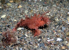 Pteroidichthys amboinensis