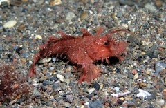 Pteroidichthys amboinensis