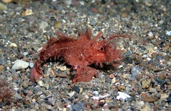 Pteroidichthys amboinensis