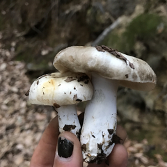 Russula densifolia