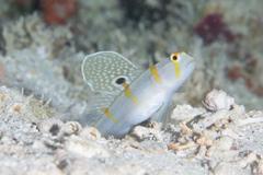 Amblyeleotris randalli