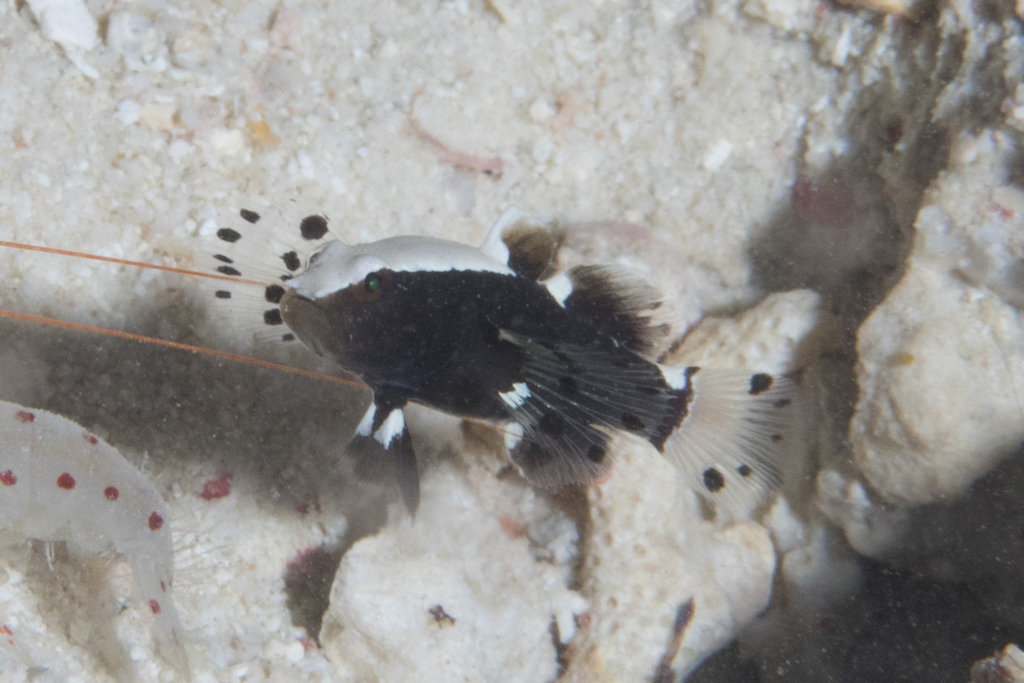 Whitecap Shrimpgoby