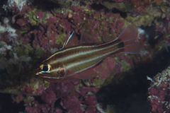 Blackstripe Cardinalfish photo 5