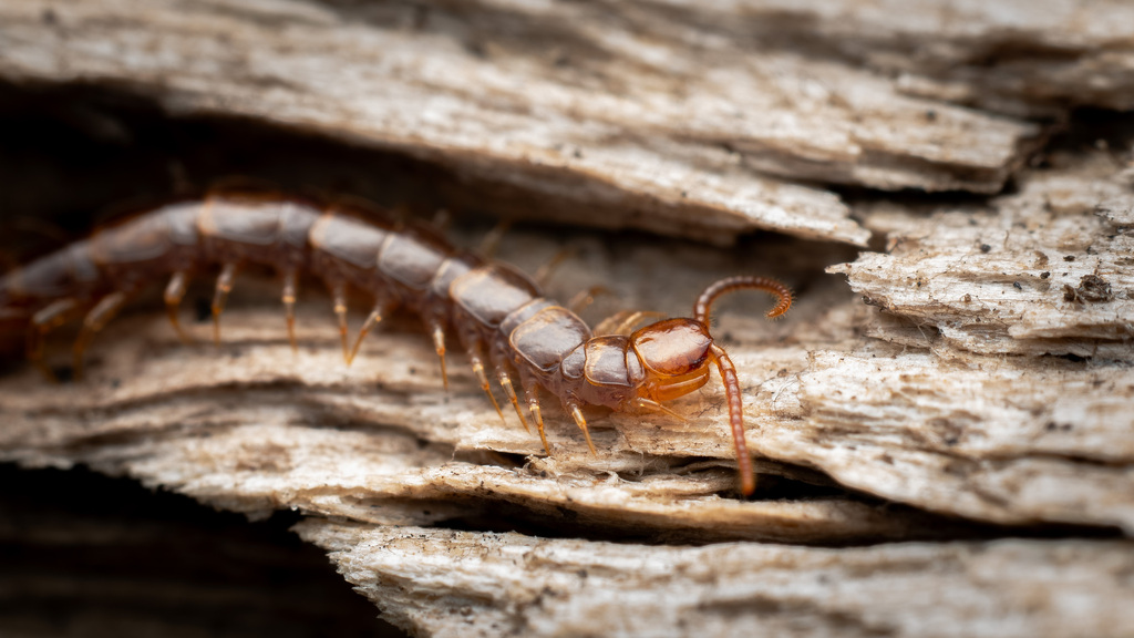 Paobius vagrans