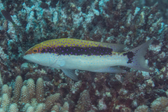 Variola louti