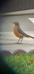 Turdus migratorius