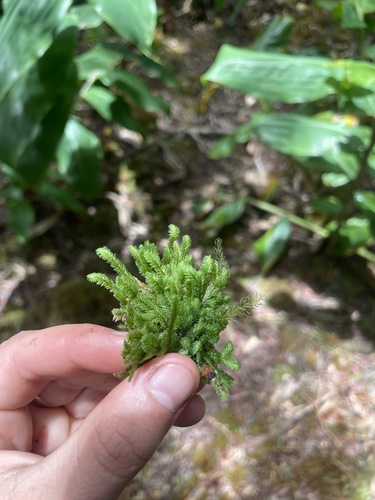 Distichophyllum paradoxum observed 2025-08-13