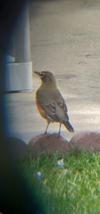 Turdus migratorius