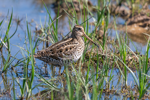 iNaturalist: (c) Vyacheslav Luzanov, some rights reserved (CC BY-NC), uploaded by Vyacheslav Luzanov iNaturalist image