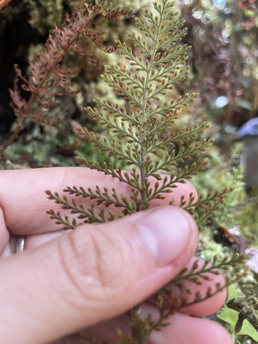 Adenophorus tripinnatifidus, 2025-08-13