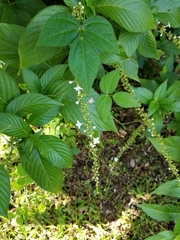 Gonzalagunia hirsuta