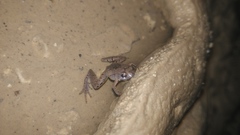 Microhyla palmipes
