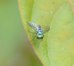 Condylostylus pruinosus
