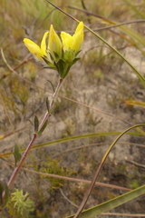 Aspalathus tridentata tridentata