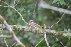 Chordeiles acutipennis