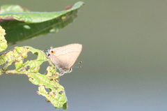 Electrostrymon hugon