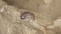 Microhyla palmipes