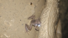 Microhyla palmipes
