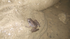 Microhyla palmipes