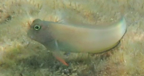 Ophioblennius macclurei