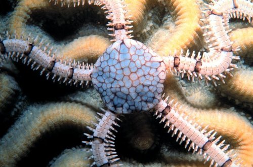 Reticulated Brittle Star