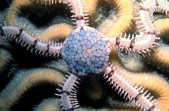 Reticulated Brittle Star