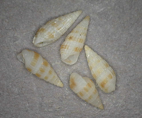 Apataxia cerithiiformis observed 2011-05-03