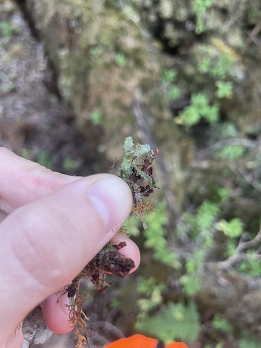 Calypogeia cuspidata observed 2025-08-12