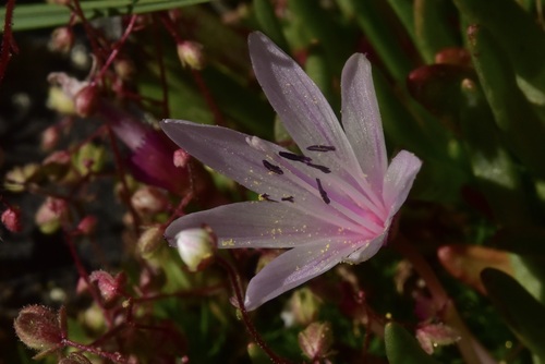Little Peach Lewisia