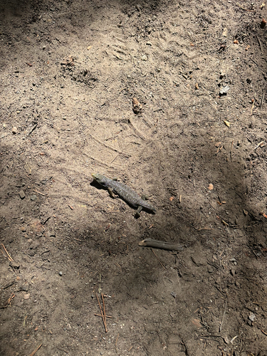 iNaturalist observation photo of Northern Alligator Lizard