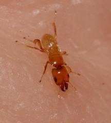 Sycoryctes