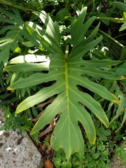 Thaumatophyllum xanadu