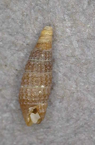 Cerithiopsis observed 2016-12-09