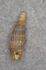 Costulopsis granata