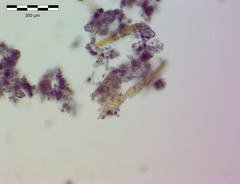 Bacillaria paxillifera