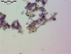 Bacillaria paxillifera