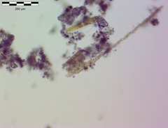 Bacillaria paxillifera