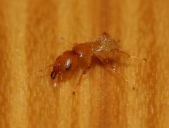 Sycoryctes